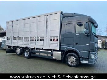 شاحنة نقل المواشي DAF XF 480 "Neu"  Menke 3 Stock Hubdach: صورة 1