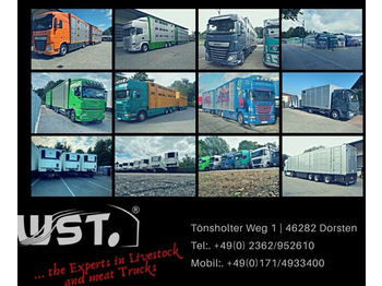 شاحنة نقل المواشي MAN TGX 26.480 XL Menke   3 Stock Vollalu Hubdach: صورة 1